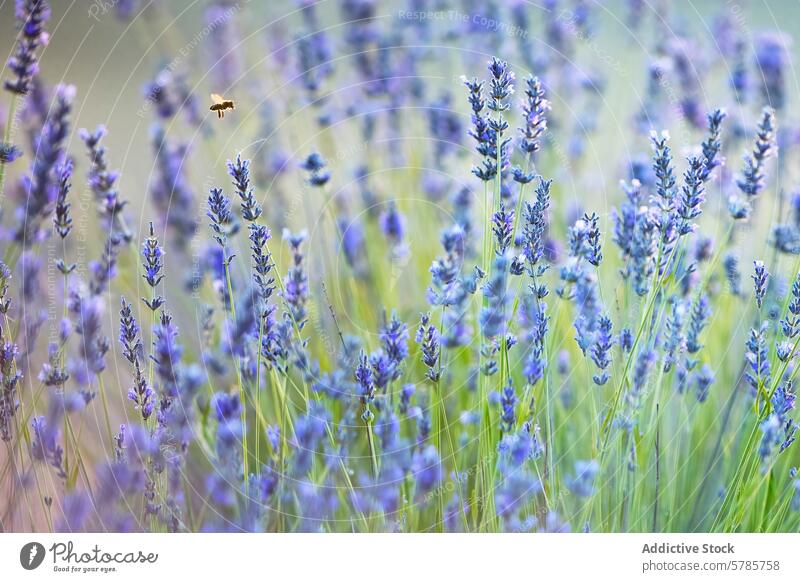 Lavender field with buzzing honey bee lavender purple flower nature tranquility calm insect plant bloom flora botany agriculture serene summer pollination