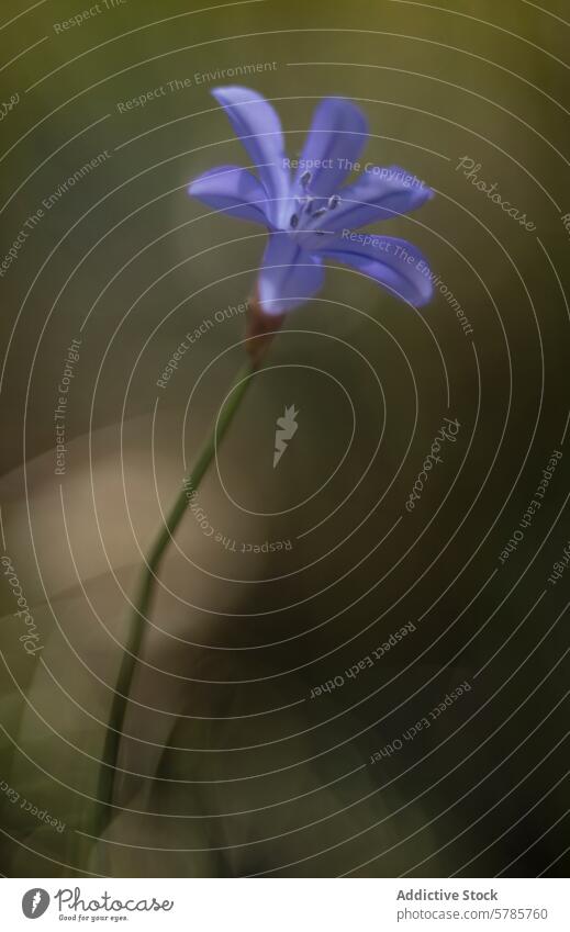 Elegant Blue Agapanthus Flower in Soft Focus agapanthus flower blue soft focus close-up nature bloom blossom plant flora botanical elegance single flower