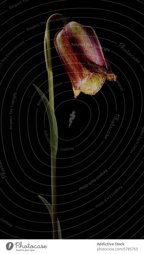 Majestic Fritillaria Sylvatica on a Black Background fritillaria sylvatica flower plant bloom bell-shaped petal sepal stem leaf solitary elegant