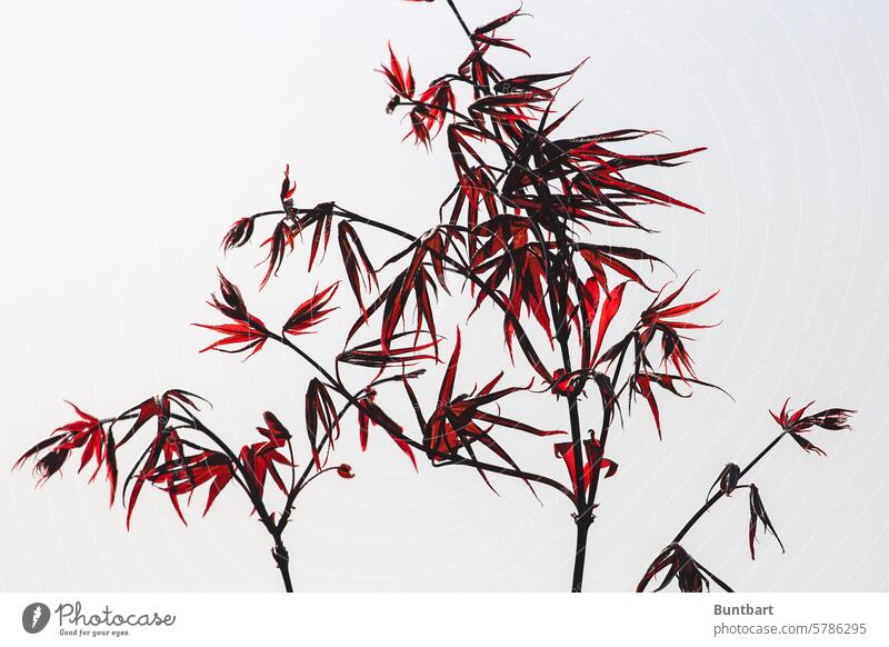 Japanese fan maple Maple tree Red Illuminate Leaf Nature Japan maple tree Tree Plant Shallow depth of field Back-light Maple leaf Sunlight Garden Park Light