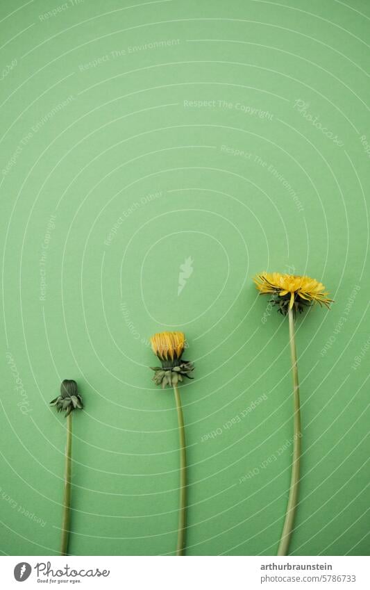 Dandelion growing from bud to flower lying on a green background Nature Flower Plant Spring Close-up Summer Green Colour photo Wild plant naturally dandelion