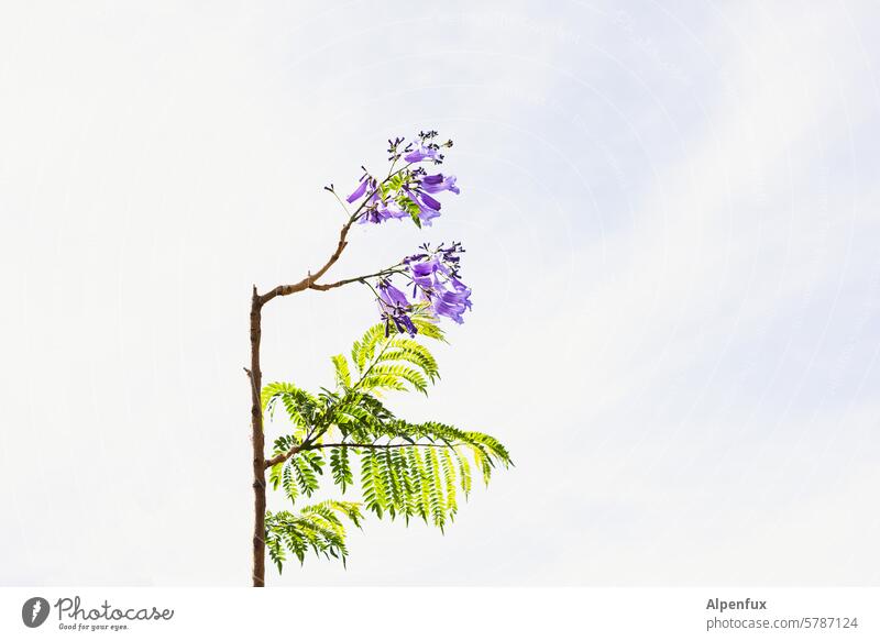 discreet Flowering plant Plant Mimosa Blossom Nature Close-up Colour photo Deserted Spring Branch leaves Twig Green Exterior shot naturally pretty Growth