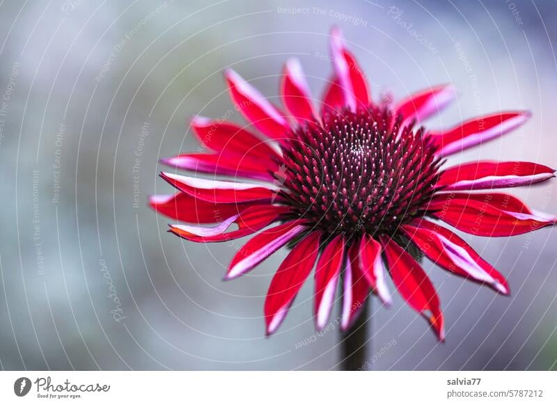 red sun star Purple cone flower purple echinacea Plant Flower Close-up shrub inflorescence blossom Rudbeckia Garden Blossom Summer composite perennial Nature