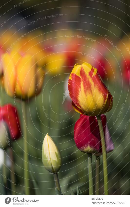 Tulips for Mother's Day tulips flowers Spring Blossom Blossoming Red Flower Tulip blossom Plant Colour photo Tulip field tulip breeding Tulip time Yellow Nature