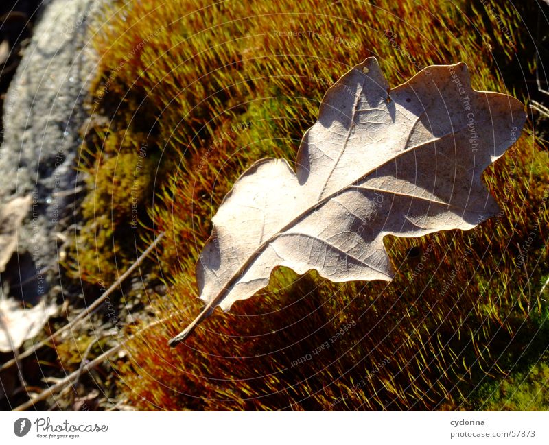 moss carpet Carpet of moss Leaf Plant Light Autumn Macro (Extreme close-up) Close-up Nature Detail Stone Wood grain Sun