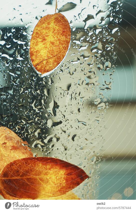 autumn morning Car roof Glass Autumn leaves Leaf Fallen Stick Detail Transience Wet Rain Nature Environment Above Colour photo Idyll Close-up Decline Upward