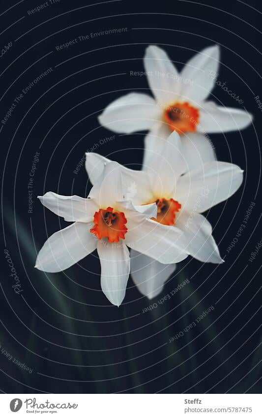 three daffodils Narcissus narcissus spring flowers blossom blossoms heralds of spring spring blossoms Spring flowering plant Easter garden flowers Garden plants