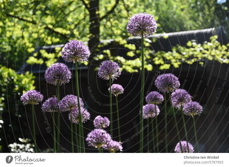 Ornamental leeks in the sunlight ornamental garlic Blossom Sphere purple blossom purple flower Honey flora allium Spring flower Flower Spring fever especially