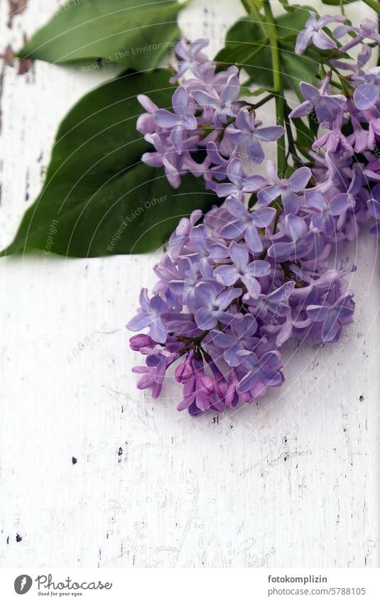 Lilac branch on white wood lilac lilac blossom Patina purple Violet Fragrance Blossom fragrant Salutation Bud Twig Leaf blossoms Spring Joy romantic