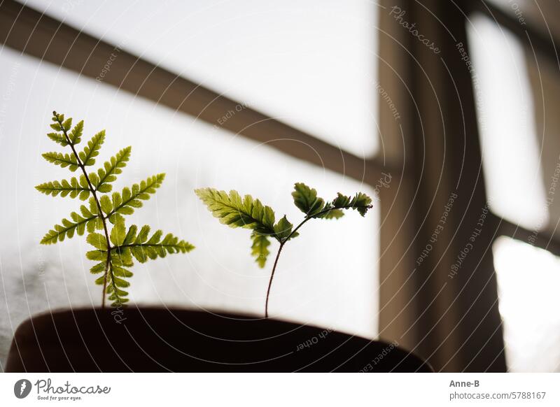 the first fern leaves after winter in a pot by the window on a cloudy day Positive Development Fern New New start Green Growth youthful scantily bracken