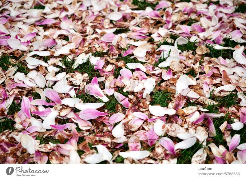 Beauty is fleeting - faded magnolia magnolias Spring Blossom Transience Pink Magnolia blossom Spring fever Magnolia tree Magnolia plants petals Beauty & Beauty