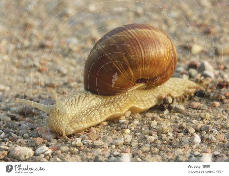 hobo Snail shell Slowly Safety Flat (apartment) House (Residential Structure) Summer evening