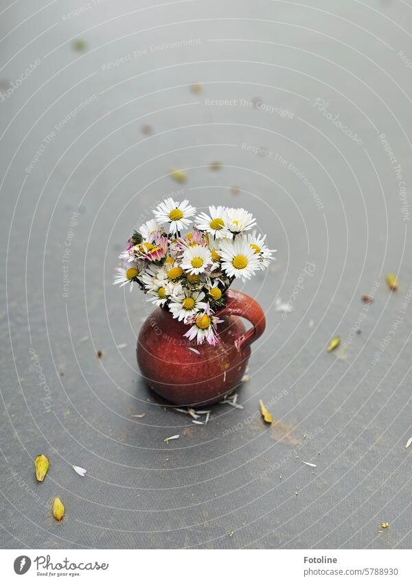 There is a bunch of daisies in a small vase on the table in my garden. But they have suffered a little from yesterday's storm. Daisy Flower Blossom White Green