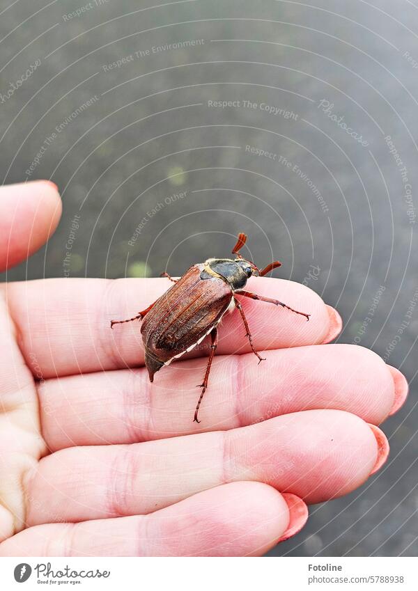 May bug transportation tool. Not that anyone else steps on them. They are simply too rare for that. Beetle Animal Exterior shot Insect Close-up Brown Spring