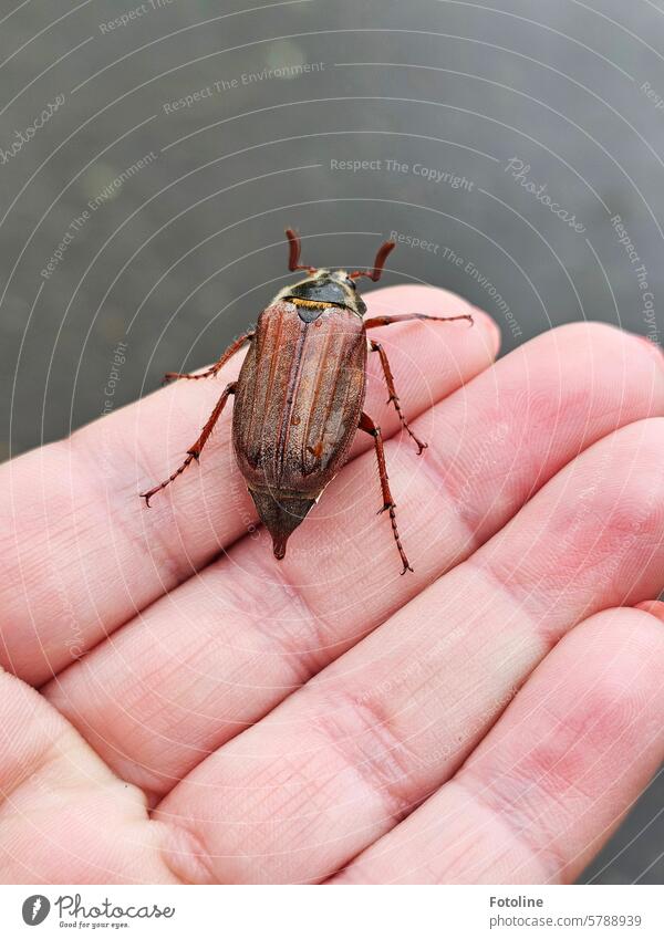 I came across this cockchafer on my way to work. To prevent it from being trampled or run over, I took it a little way along the path and set it down again in safety.