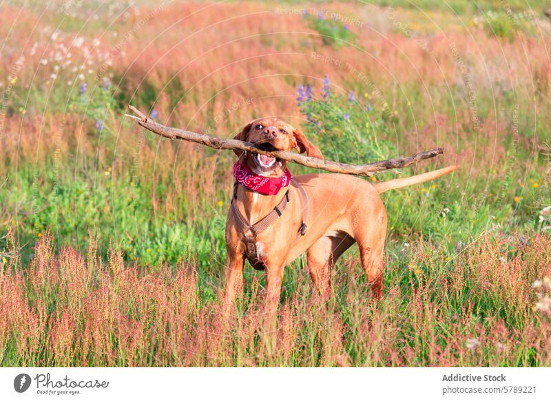 Joyful Mixed Breed Dog Enjoying Nature Walk dog mixed breed vizsla countryside walk nature meadow stick happy playful pet outdoor field grass summer sunny