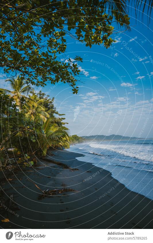 Serene Costa Rican beach with lush greenery costa rica tropical serene tranquil coastline palm foliage blue sky verdant pristine nature landscape travel tourism