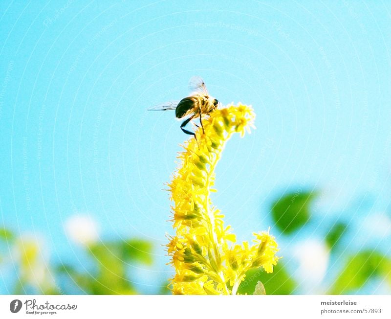 Flowers and bees 02 Bee Animal Insect Exterior shot Summer Spring Collection Diligent Honey Honey bee Nature Plant Garden as quiet as a master Flying