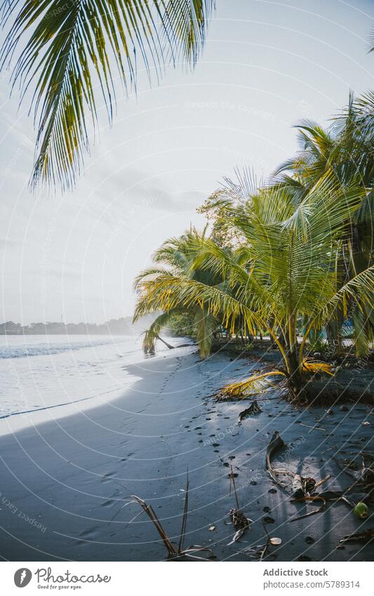 Tranquil beach scene with palm trees in Costa Rica costa rica ocean serene tranquil desolate lush backdrop tropical coastline sand sky nature scenic travel