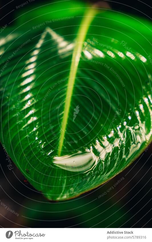 Lush green leaf with a water droplet in Costa Rica close-up lush vibrant reflection vegetation costa rica nature tropical flora plant environmental fresh purity