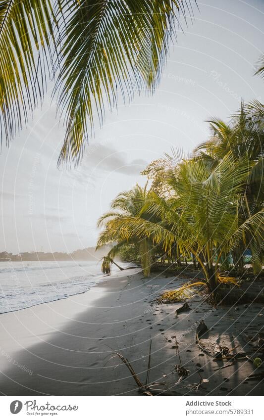 Serene tropical beach in Costa Rica at sunset costa rica palm wave calm serene nature landscape travel tourism sand ocean coast coastal paradise vacation