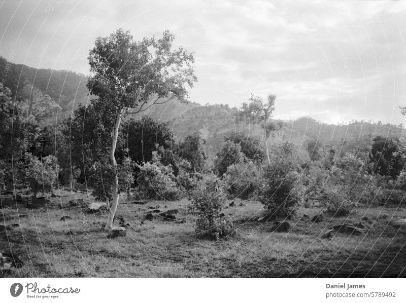 Misty dream-like landscape in black and white Landscape Trees Hill ridge Clouds Haze Misty atmosphere Black & white photo Fog Nature Shroud of fog Exterior shot