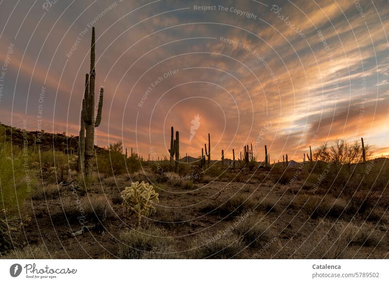 Saguaros and ocotillos in the evening light bushes daylight Nature Day Environment Sky Landscape Vacation & Travel Tourism vacation Horizon Hiking Cactus stones