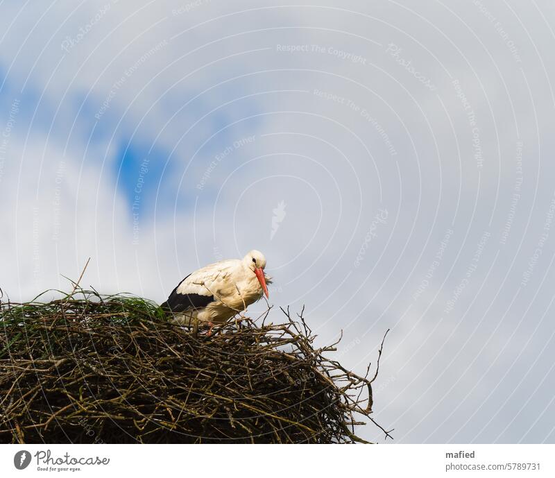 White stork in its nest Stork White Stork Nest Migratory bird Breeding season incubate Bird Wild animal Nature Beak Eyrie Spring Black Orange Animal portrait