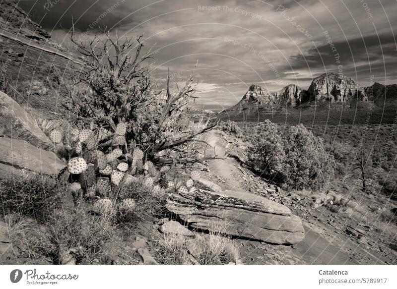 Cacti, hiking trail, mountains grasses Clouds Cactus Cactus Pear stones Hiking Rock bushes Day daylight Nature Environment Sky Peak Landscape Mountain