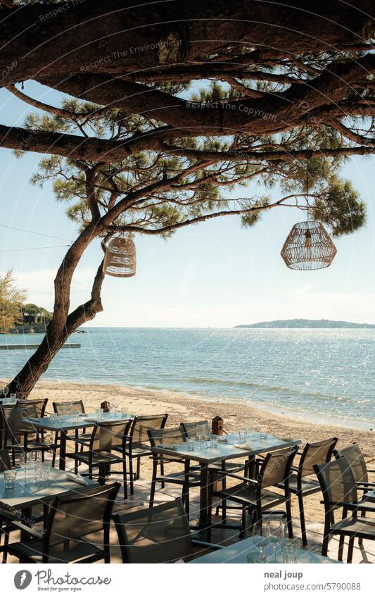 View of the sea from a beach club under pine trees vacation Ocean coast Beach Restaurant shady Sun Summer Horizon Vacation & Travel Beautiful weather