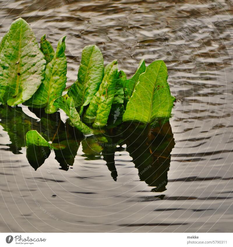 go underground sorrel Plant Meadow Nature Green Fresh Growth underwater Water flooded High tide Wet leaves ponds Puddle Surface of water dock Meadow Sorrel