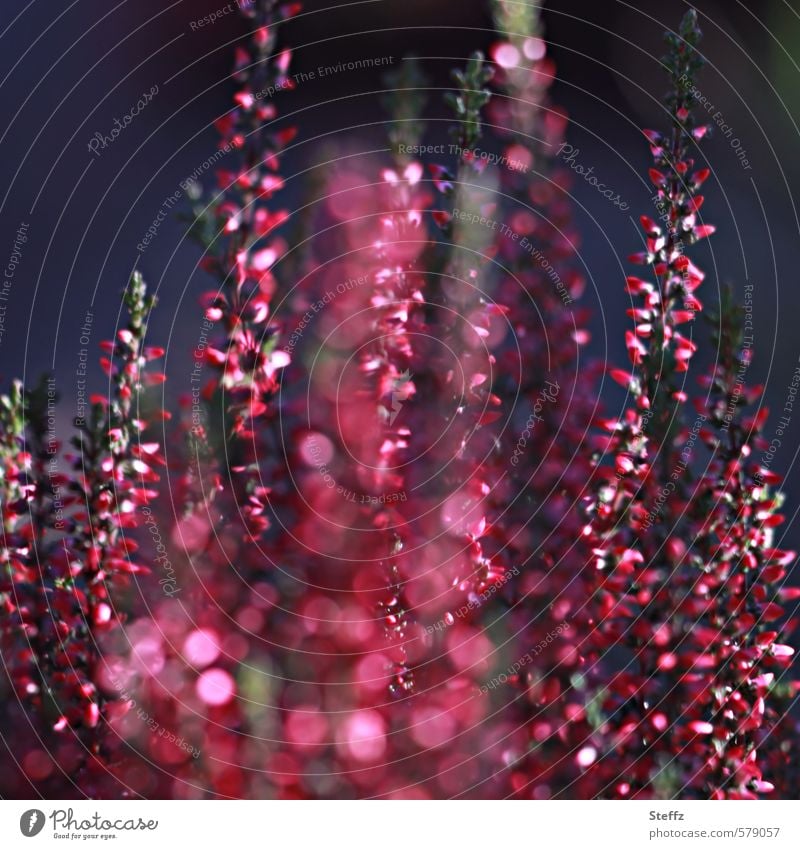 Heath blossom with light reflections in September Ornamental Heather Heathland Domestic romantic light reflexes Illuminating Fantastic ornamental shrub