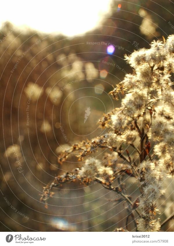 sunshine Morning Natural scientist Flower Plant Field Spring Summer Nature Jump Beige Yellow Reflection Horizon Blossom Sunrise Botany Pollen Blur Leaf Autumn