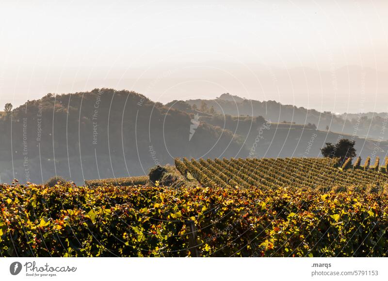 vineyard late summer Summer Kaiserstuhl Nature Wine growing Vine Hill Beautiful weather Sky Landscape naturally Vineyard Sunlight Evening Moody Relaxation Plant