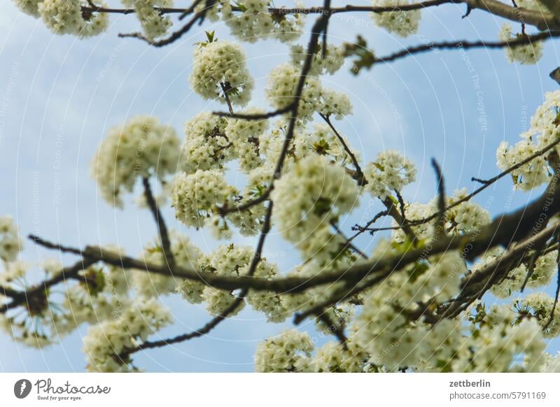 cherry blossoms Branch Tree Blossom Twilight Relaxation awakening holidays spring Spring spring awakening Garden Hedge Sky allotment Garden allotments bud