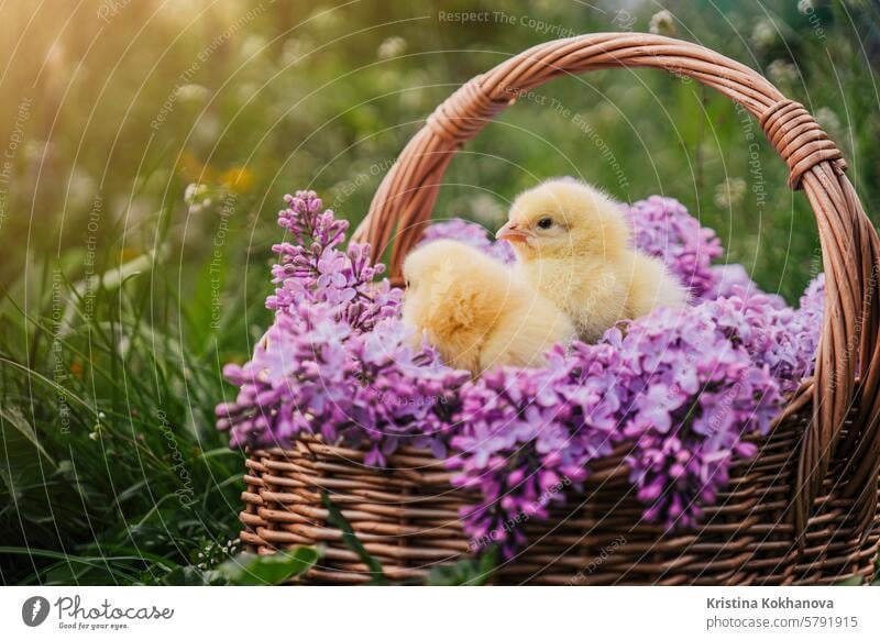 Cute little yellow chickens sitting in wicker basket with lilac flowers. Easter. easter background animal white funny baby bird farm hen cute born fluffy