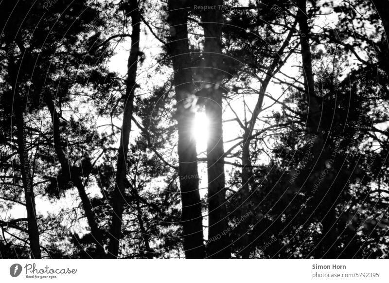 Sun shining between two forest trees in the form of a glaring backlight in the direction of the camera position Glistening Back-light Forest atmosphere Sunbeam