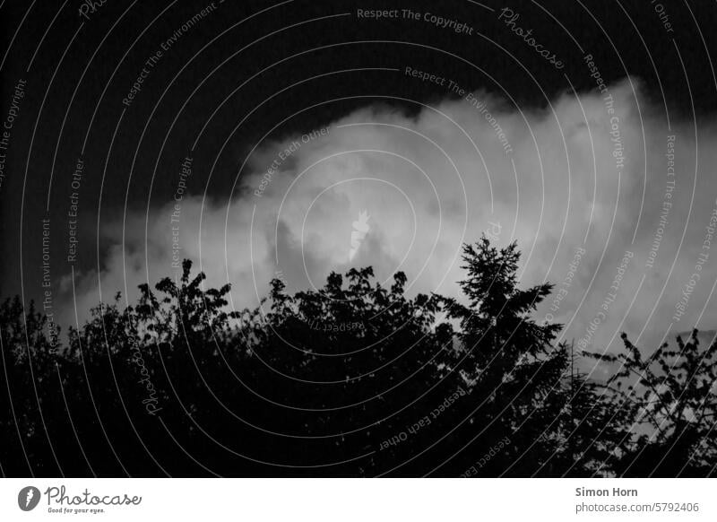 Silhouette of a large treetop in front of a large cloud, behind which is a dark sky Treetop Contrast Black and white photography Sky Structures and shapes