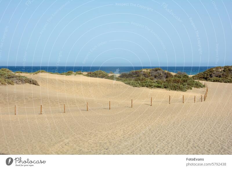 Footpath through the sand dunes from Maspalomas to the sea on Gran Canaria in Spain horizon dry endless nature background morning beach way golden morning light