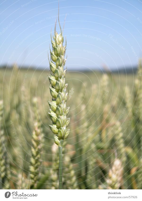 The ear of whom the ear is due Ear of corn Cornfield Agriculture Field Grain Blow