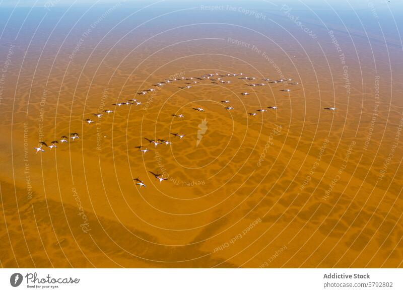 Aerial view of flamingos flying over golden wetlands flight aerial view bird wildlife nature soar flock grace natural spectacle texture water landscape pink