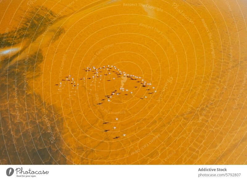 Aerial View of Flamingos Flying Over Golden Waters flamingo flight aerial view nature wildlife bird flock golden marsh water texture pattern natural beauty