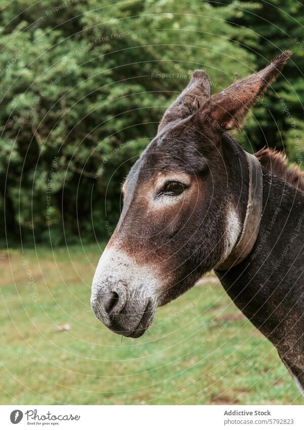 Peaceful donkey in a natural setting animal close-up head serene nature mammal wildlife outdoors greenery facial expression equine farm animal ear eye nose