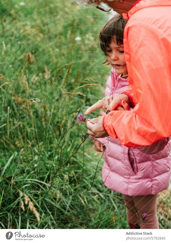 Grandmother and granddaughter bonding in nature grandmother family leisure outdoors teaching plants quality time field child girl learning interacting