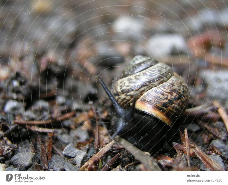 Carl Lewis 1 Snail shell Animal Woodground Feeler Reptiles Slowly Crawl Exterior shot Depth of field Floor covering Nature Macro (Extreme close-up) Close-up