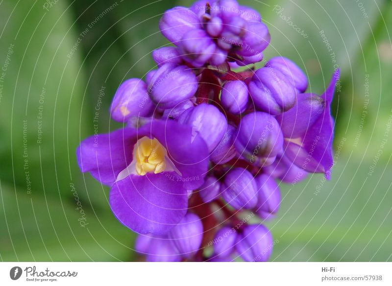 blossom Plant Flower Meadow Grass Leaf Blossom Violet Nature Close-up