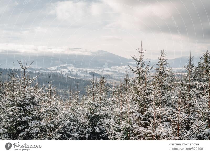 Winter, north destination. Mountains, frozen nature, spruce, evergreen trees. aerial cold covered drone frost landscape mountain nordic scene scenery season