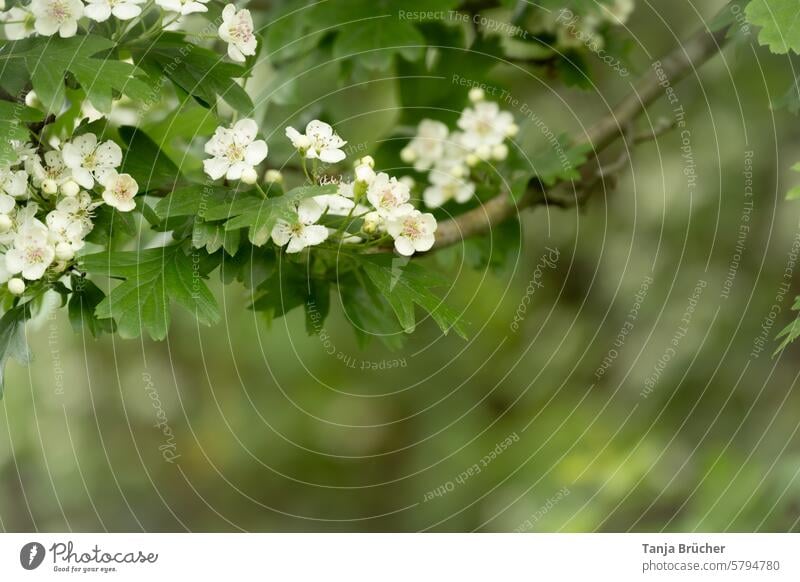 Hawthorn - insect-friendly medicinal plant Hawthorn flowers Insect-friendly Hawthorn Branch flowering twig Branch with white flowers Bushes shrub