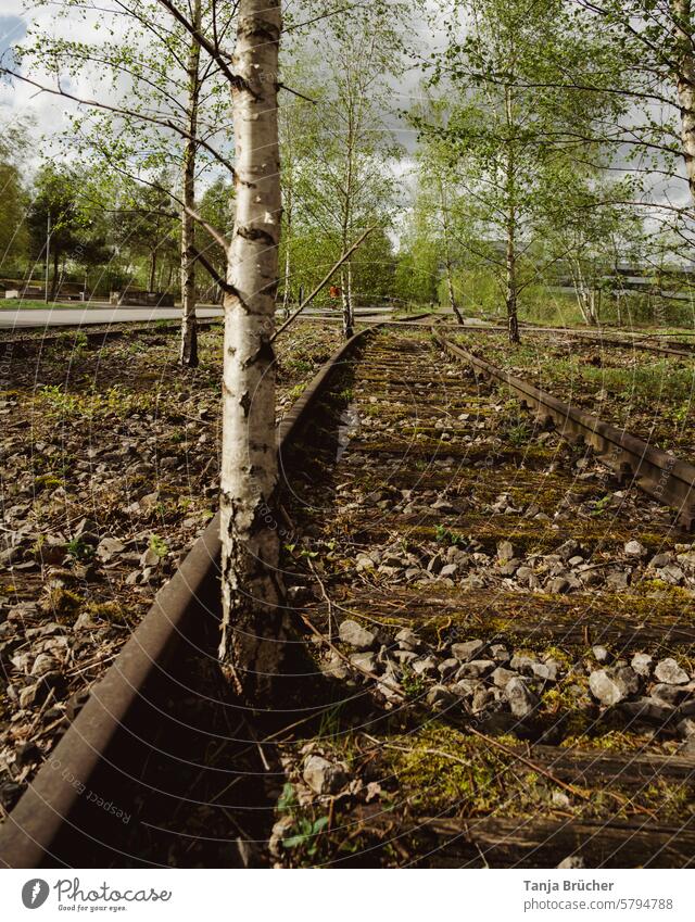 Birches conquer old tracks Railway tracks Railroad tracks rails renaturation decommissioned forsake sb./sth. birches Recapture fresh start Transience