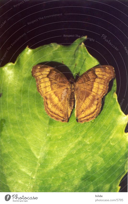 butterfly Butterfly Leaf Green Brown